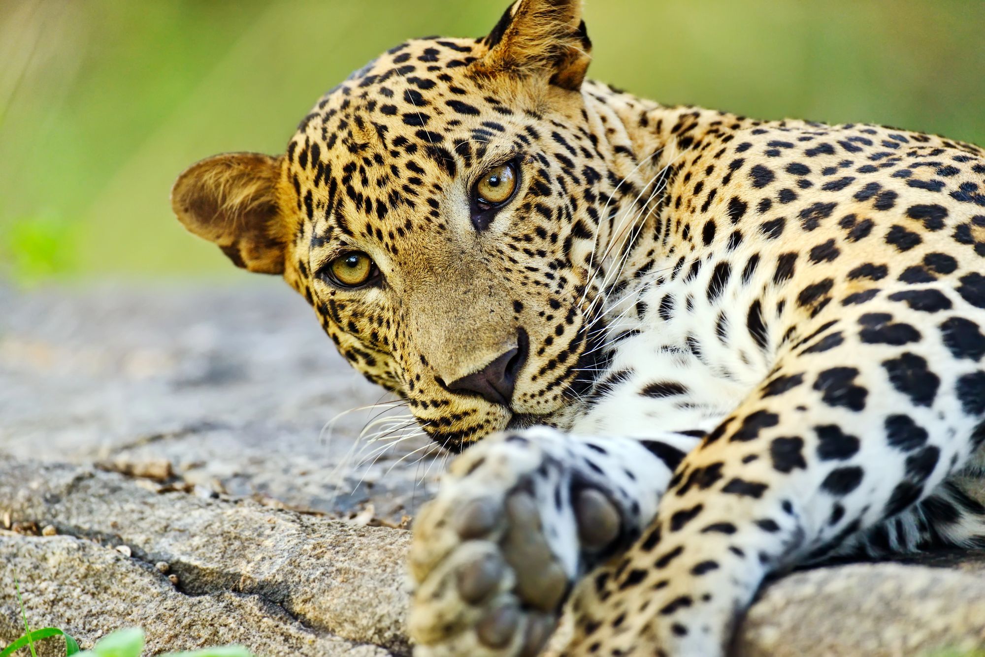 A leopard resting on a rock