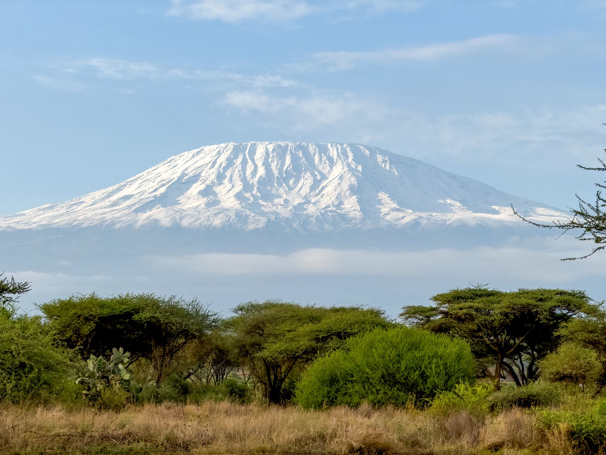 Snow-capped Kilimanjaro rising behind an acacia