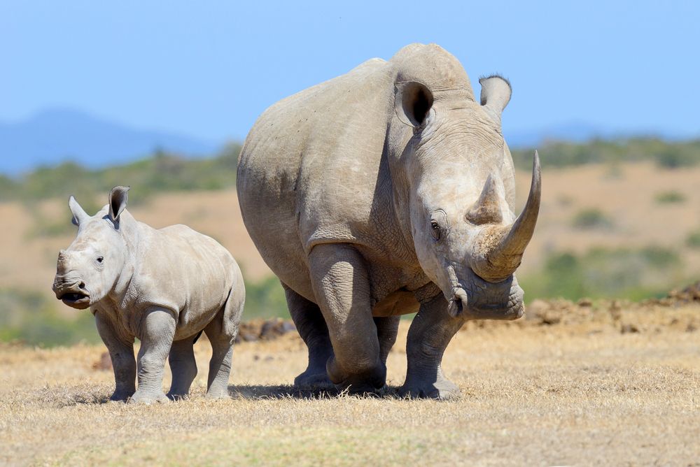 A white rhino with her calf