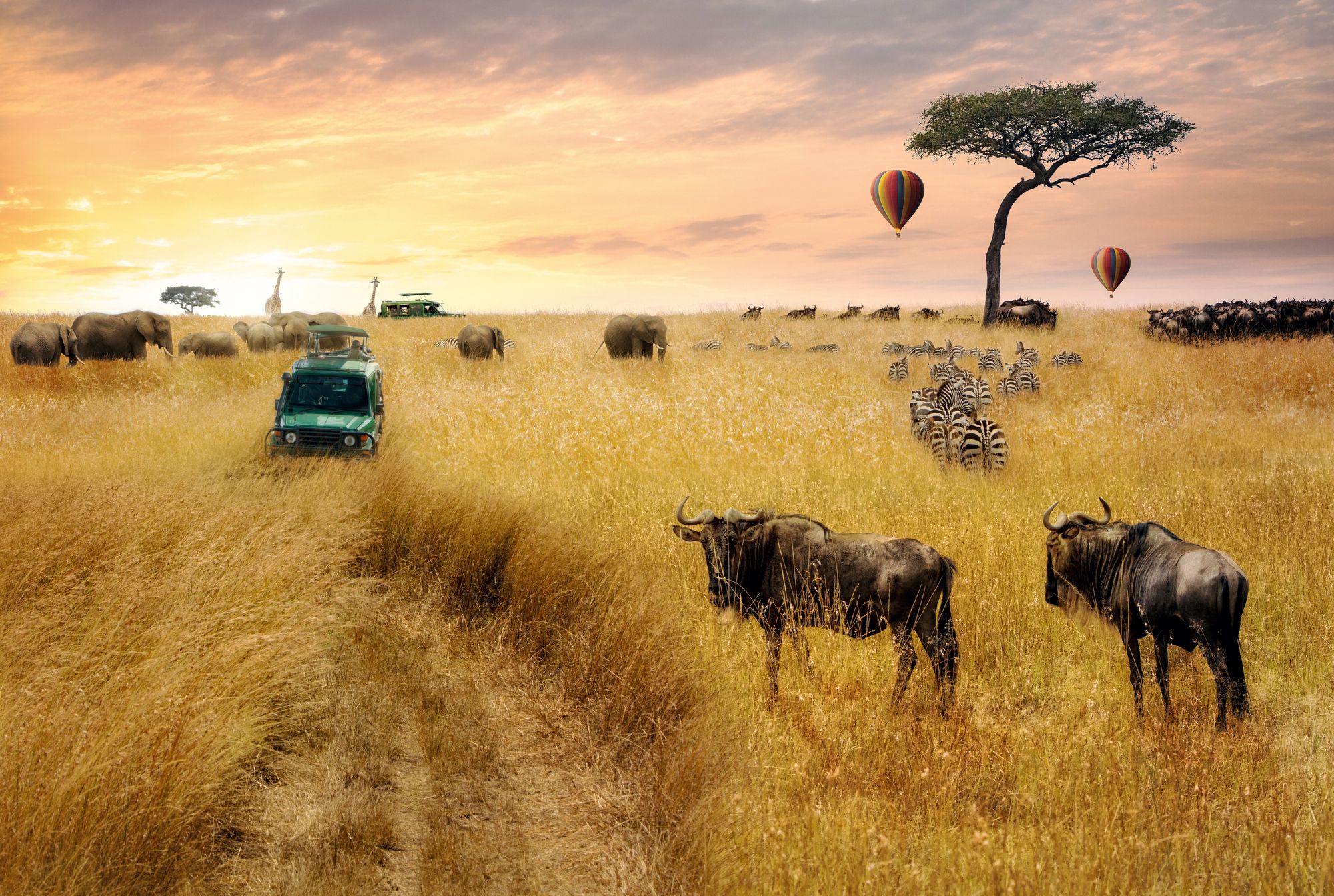 Hot air balloons rising over a wildebeest herd at sunrise